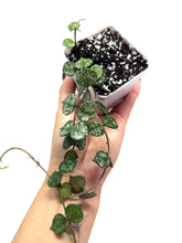 Load image into Gallery viewer, Hoya Curtisii