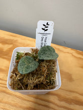 Load image into Gallery viewer, 10. Hoya Carnosa ‘Grey Ghost’