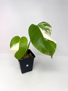 Monstera Deliciosa Albo Variegated E