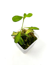 Load image into Gallery viewer, Hoya Manipurensis Variegated A