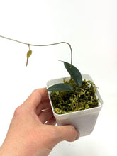 Load image into Gallery viewer, Hoya Exilis