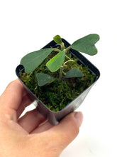 Load image into Gallery viewer, Hoya Manipurensis