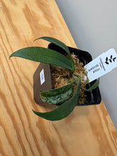 Load image into Gallery viewer, 168. Hoya Minibelle Splash