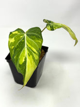 Load image into Gallery viewer, Philodendron Gloriosum Variegated A