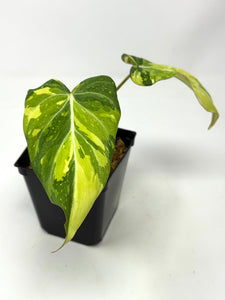 Philodendron Gloriosum Variegated A