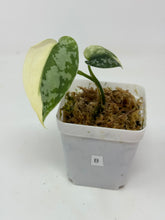 Load image into Gallery viewer, Scindapsus Mayari Variegated B