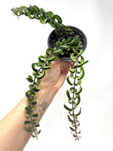 Load image into Gallery viewer, Aeschynanthus Radicans ‘Curly’