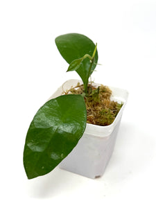 Hoya Benchaii