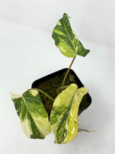Load image into Gallery viewer, Philodendron Gloriosum Variegated E