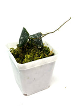 Load image into Gallery viewer, Hoya Imbricata