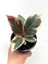 Load image into Gallery viewer, Ficus Elastica Ruby