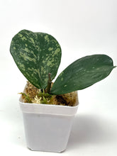 Load image into Gallery viewer, Hoya Obovata Splash