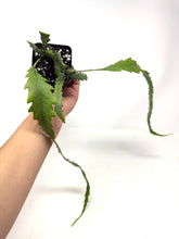 Load image into Gallery viewer, Lepismium Houlletianum ‘Snowdrop Cactus’ (ships within Canada only)