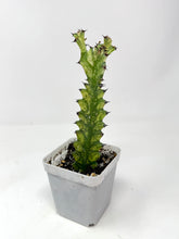 Load image into Gallery viewer, Euphorbia Trigona ‘Mint Cream’ (Ships within Canada only)