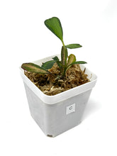 Load image into Gallery viewer, Hoya Manipurensis Variegated C