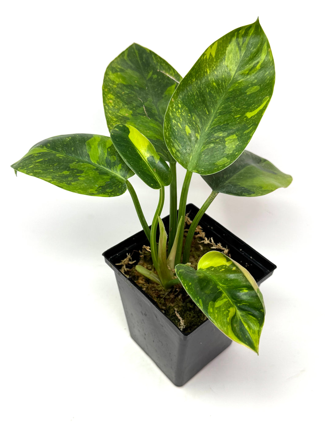 Philodendron Green Congo Variegated