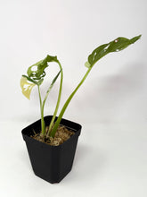Load image into Gallery viewer, Monstera Adansonii Variegated F