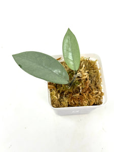 Hoya Wilbur Graves Silver A