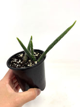 Load image into Gallery viewer, Aporocactus Flagelliformis “Rat Tail Cactus”