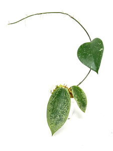 Hoya Glabra Silver A