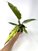 Load image into Gallery viewer, Philodendron Caramel Marble 4”