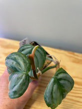 Load image into Gallery viewer, 62. Philodendron Sodiroi Ornatum