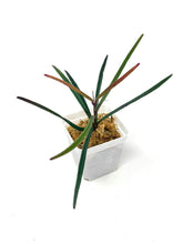 Load image into Gallery viewer, Hoya Insularis