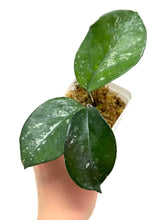 Load image into Gallery viewer, Hoya Carnosa ‘Oval Splash’