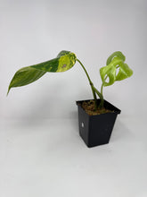 Load image into Gallery viewer, Monstera Deliciosa Aurea Variegated E