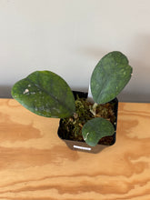 Load image into Gallery viewer, 319. Hoya Deykeae