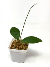 Load image into Gallery viewer, Hoya Erythrostemma Splash