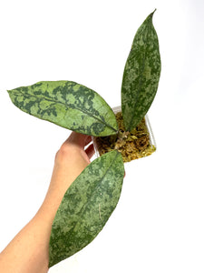 Hoya Lambii Silver G