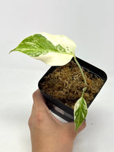 Load image into Gallery viewer, Monstera Deliciosa Albo Variegated F