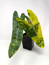 Load image into Gallery viewer, Philodendron Billietiae Variegated B