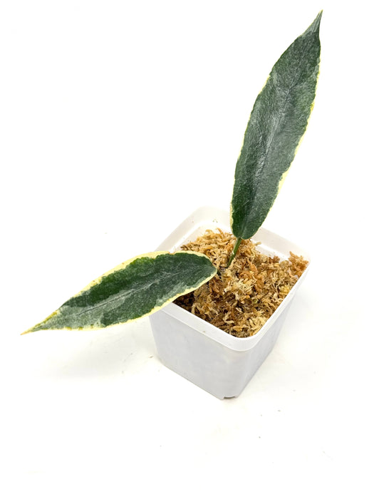 Hoya Archboldiana Albo Variegated