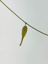 Load image into Gallery viewer, Hoya Exilis