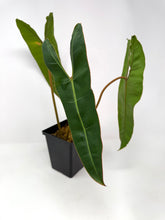Load image into Gallery viewer, Philodendron Billietiae