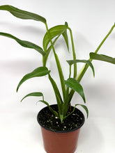 Load image into Gallery viewer, Monstera Burle Marx Flame (large size)