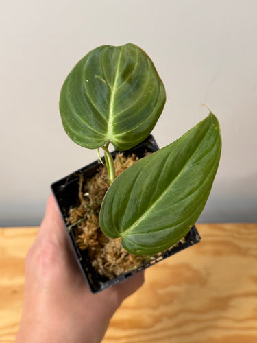 115. Philodendron Glorious