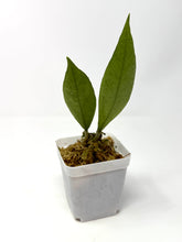 Load image into Gallery viewer, Hoya Germany Silver B