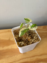 Load image into Gallery viewer, 159. Monstera Adansonii Albo Variegated