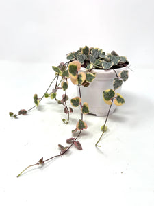 Ceropegia Woodii Variegated ‘String of Hearts’