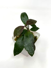 Load image into Gallery viewer, Hoya Walliniana UT-152