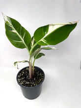 Load image into Gallery viewer, Musa Ae Ae Variegated Banana Tree (Ships within Canada only)