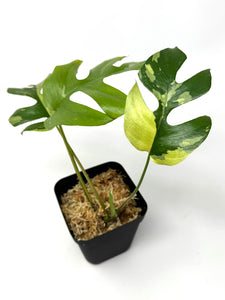 Rhaphidophora Tetrasperma Variegated