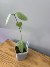 Load image into Gallery viewer, 141. Hoya Coriacea Silver