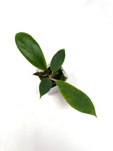 Load image into Gallery viewer, Hoya Vorapol