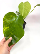 Load image into Gallery viewer, Monstera Deliciosa Aurea Variegated D