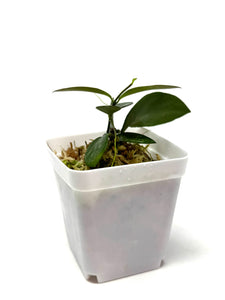 Hoya Biakensis Splash