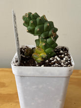 Load image into Gallery viewer, 182. Euphorbia Ritchiei Variegated (Ships within Canada only)